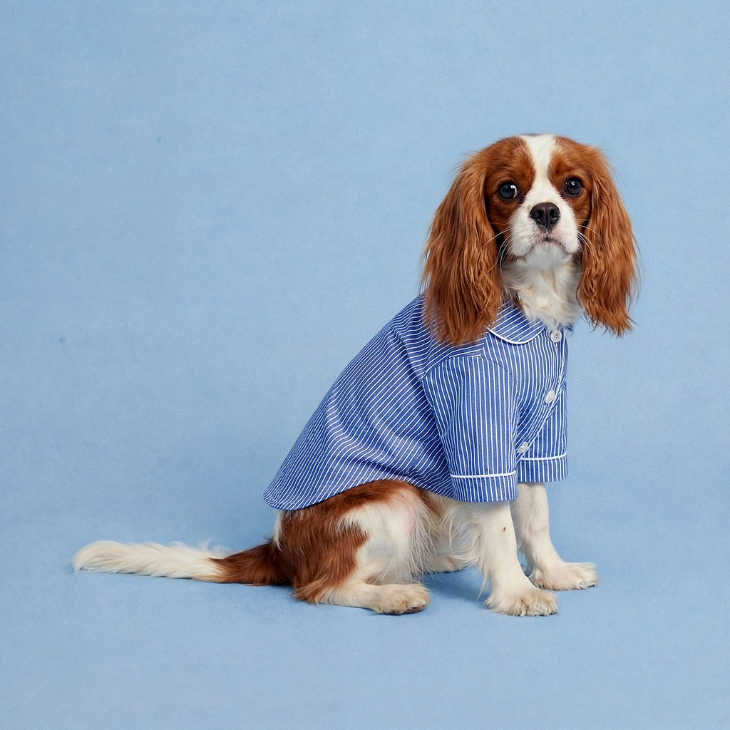 Oxford Pinstripe Human + Dog Set (Combo)