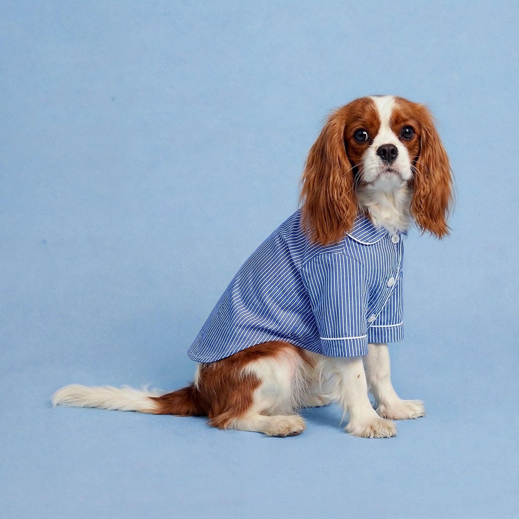 Oxford Pinstripe Human + Dog Set (Combo)